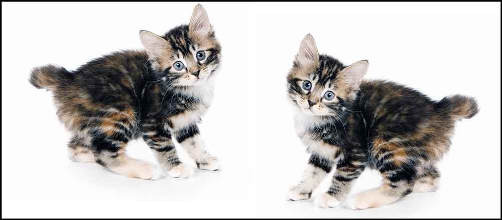Kurilian Bobtail tra le razze rare protagoniste di SuperCat Show 2026